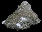 Chalcopyrite & Calcite Specimen - Missouri #35106-3